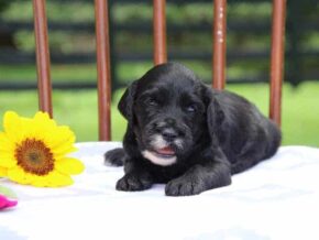 Elva at Cumberland Kennels, LLC