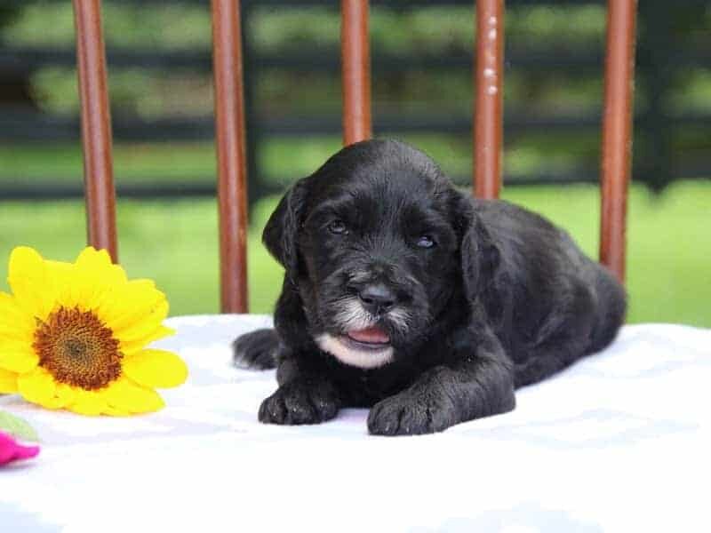 Elva, a F1-Irishdoodle puppy in Kentucky.