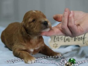 Ethan at Cumberland Kennels, LLC