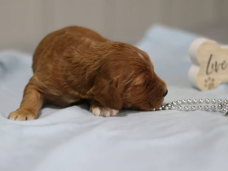 Ethan, a F1-Irishdoodle puppy in Kentucky.