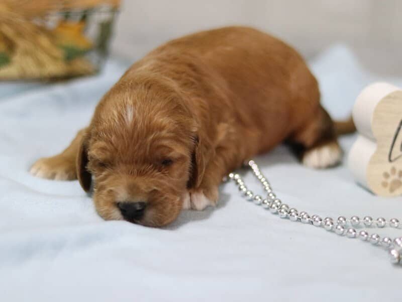 Ethan, a F1-Irishdoodle puppy in Kentucky.