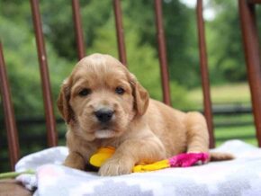 Eve at Cumberland Kennels, LLC