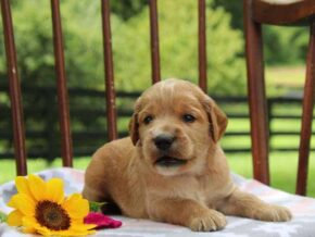 Eve at Cumberland Kennels, LLC