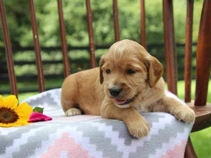 Eve, a F1-Irishdoodle puppy in Kentucky.