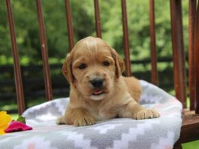 Eve at Cumberland Kennels, LLC