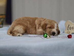 Evelyn at Cumberland Kennels, LLC