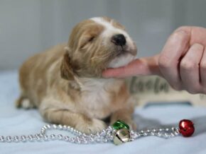 Evelyn at Cumberland Kennels, LLC