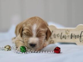 Evelyn at Cumberland Kennels, LLC