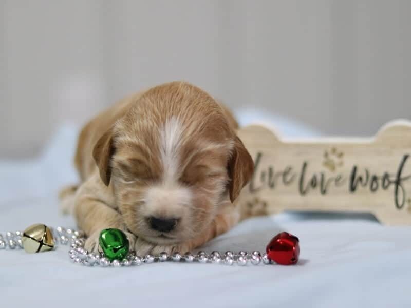 Evelyn, a F1-Irishdoodle puppy in Kentucky.