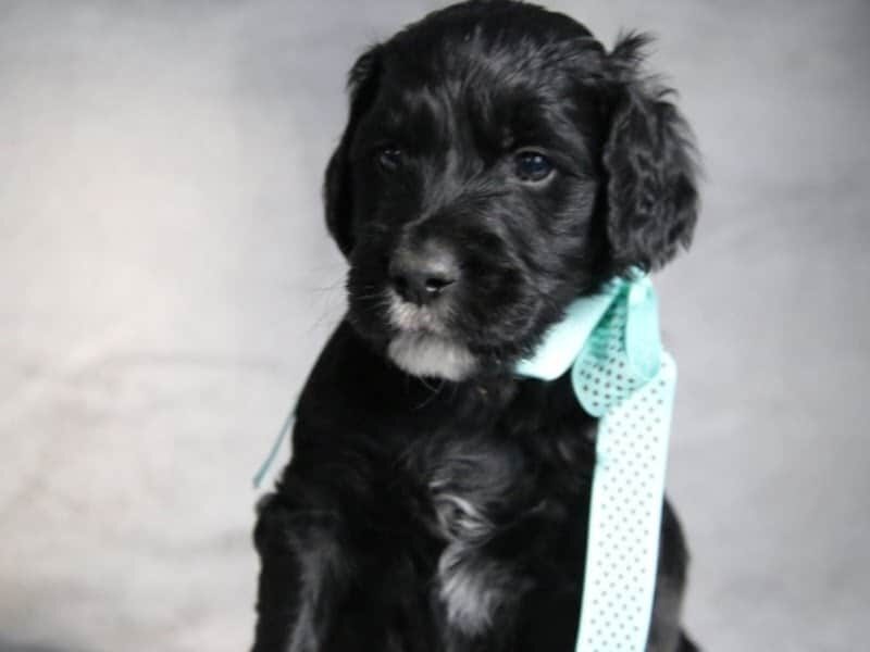 Everett, a F1-Irishdoodle puppy in Kentucky.