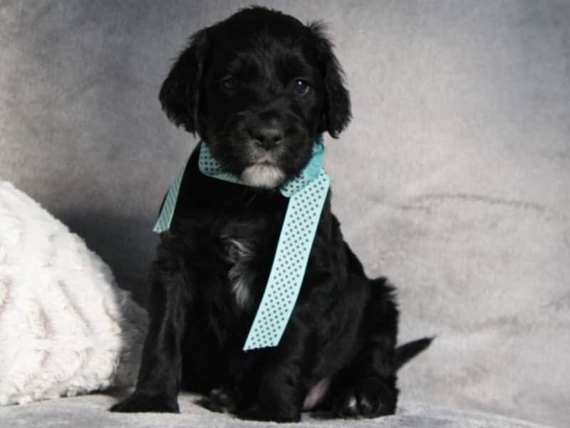 Everett, a F1-Irishdoodle puppy in Kentucky.