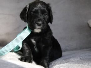 Everett at Cumberland Kennels, LLC