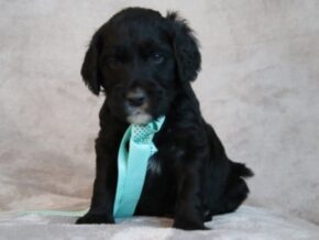 Everett at Cumberland Kennels, LLC