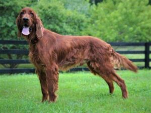 Rusty, our Irish Setter sire at Cumberland Kennels, LLC