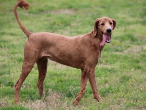 Adella, our Poodle dam at Cumberland Kennels, LLC