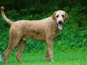 Abram, our Poodle sire at Cumberland Kennels, LLC