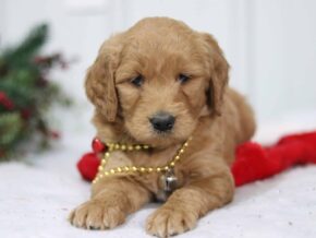 Gally at Cumberland Kennels, LLC