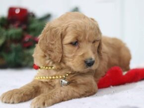 Gally at Cumberland Kennels, LLC