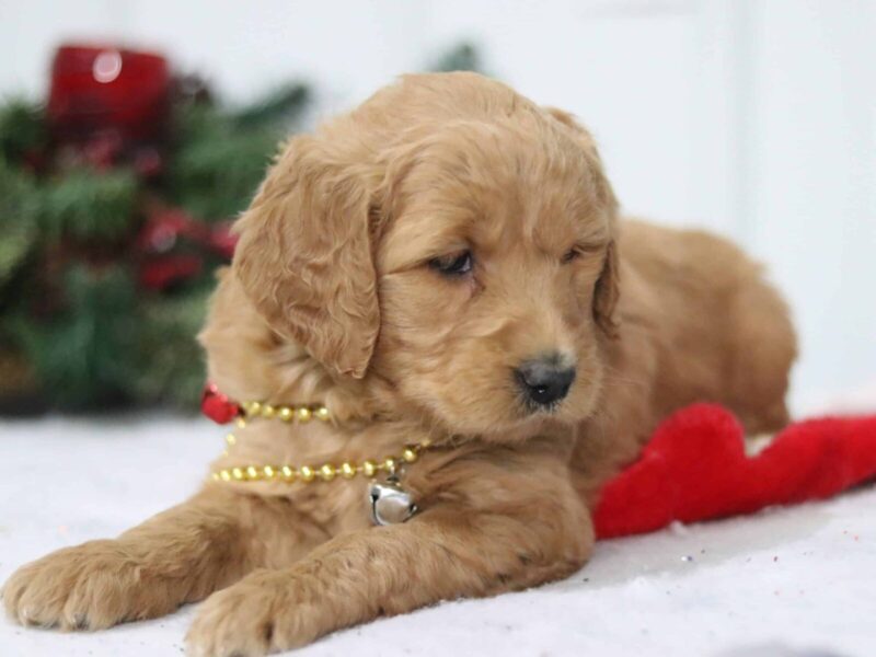 Gally, a F1-Goldendoodle puppy in Kentucky.
