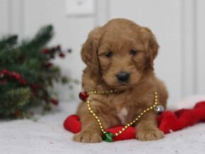 Gally at Cumberland Kennels, LLC