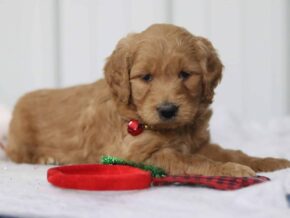 Gally at Cumberland Kennels, LLC