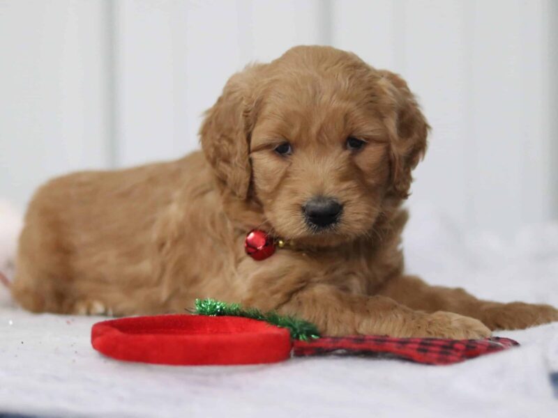 Gally, a F1-Goldendoodle puppy in Kentucky.