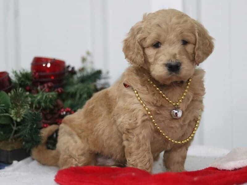 Gary, a F1-Goldendoodle puppy in Kentucky.
