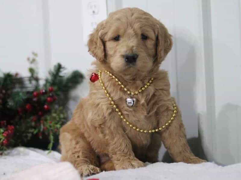 Gary, a F1-Goldendoodle puppy in Kentucky.