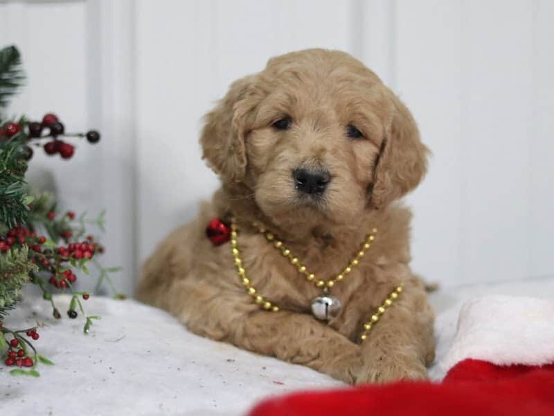 Gary, a F1-Goldendoodle puppy in Kentucky.