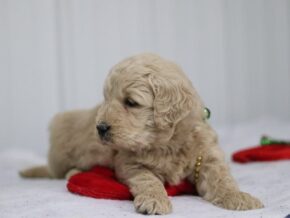 Gaven at Cumberland Kennels, LLC