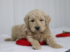 Gaven at Cumberland Kennels, LLC