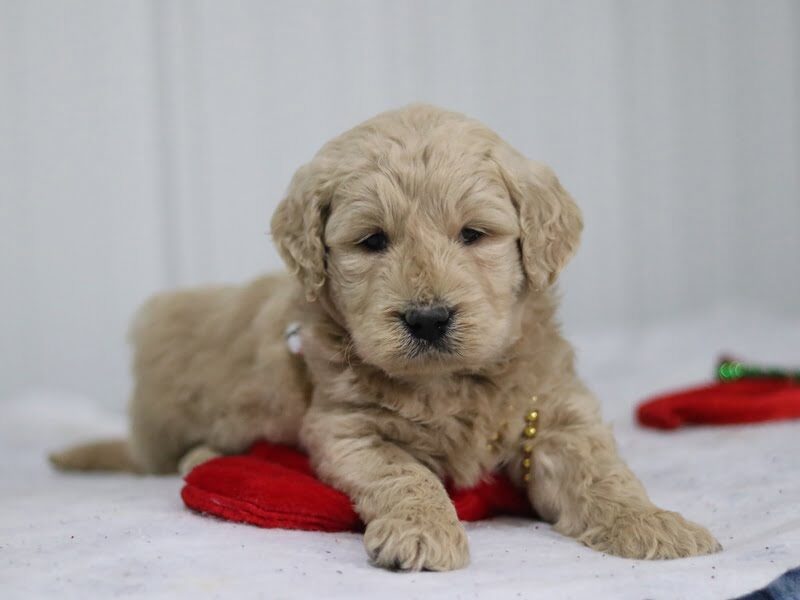 Gaven, a F1-Goldendoodle puppy in Kentucky.