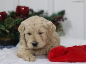 Gaven at Cumberland Kennels, LLC