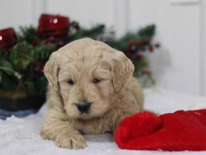Gaven, a F1-Goldendoodle puppy in Kentucky.