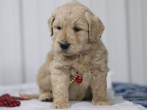 Gaven at Cumberland Kennels, LLC