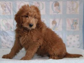 Gerald at Cumberland Kennels, LLC
