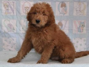 Gerald at Cumberland Kennels, LLC