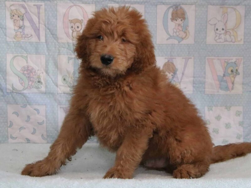 Gerald, a F1-Goldendoodle puppy in Kentucky.