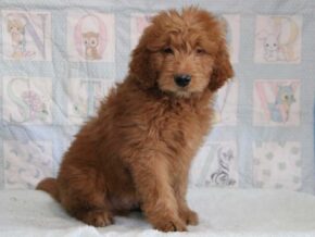 Gerald at Cumberland Kennels, LLC