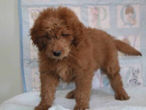 Gerald at Cumberland Kennels, LLC