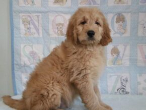 Greg at Cumberland Kennels, LLC