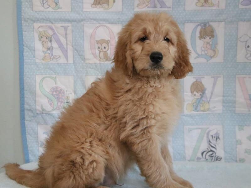 Greg, a F1-Goldendoodle puppy in Kentucky.