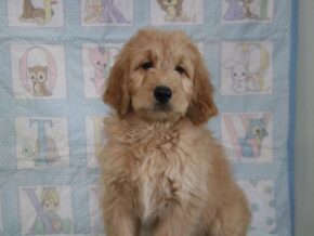 Greg at Cumberland Kennels, LLC