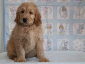 Greg at Cumberland Kennels, LLC