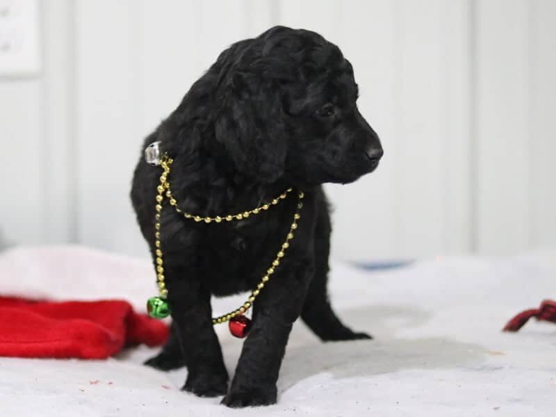 Edgar, a F1b-Goldendoodle puppy in Kentucky.