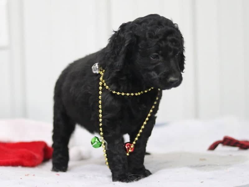 Edgar, a F1b-Goldendoodle puppy in Kentucky.