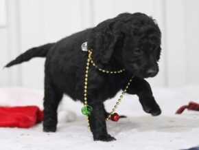Edgar at Cumberland Kennels, LLC
