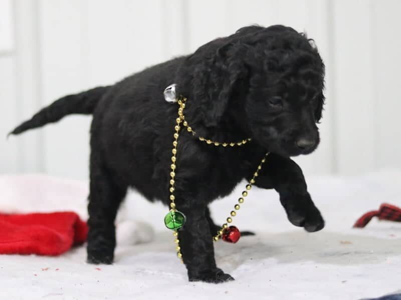 Edgar, a F1b-Goldendoodle puppy in Kentucky.