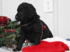 Edgar at Cumberland Kennels, LLC