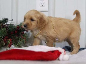 Elijah at Cumberland Kennels, LLC